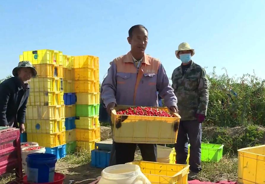 格尔木十万亩枸杞获丰收