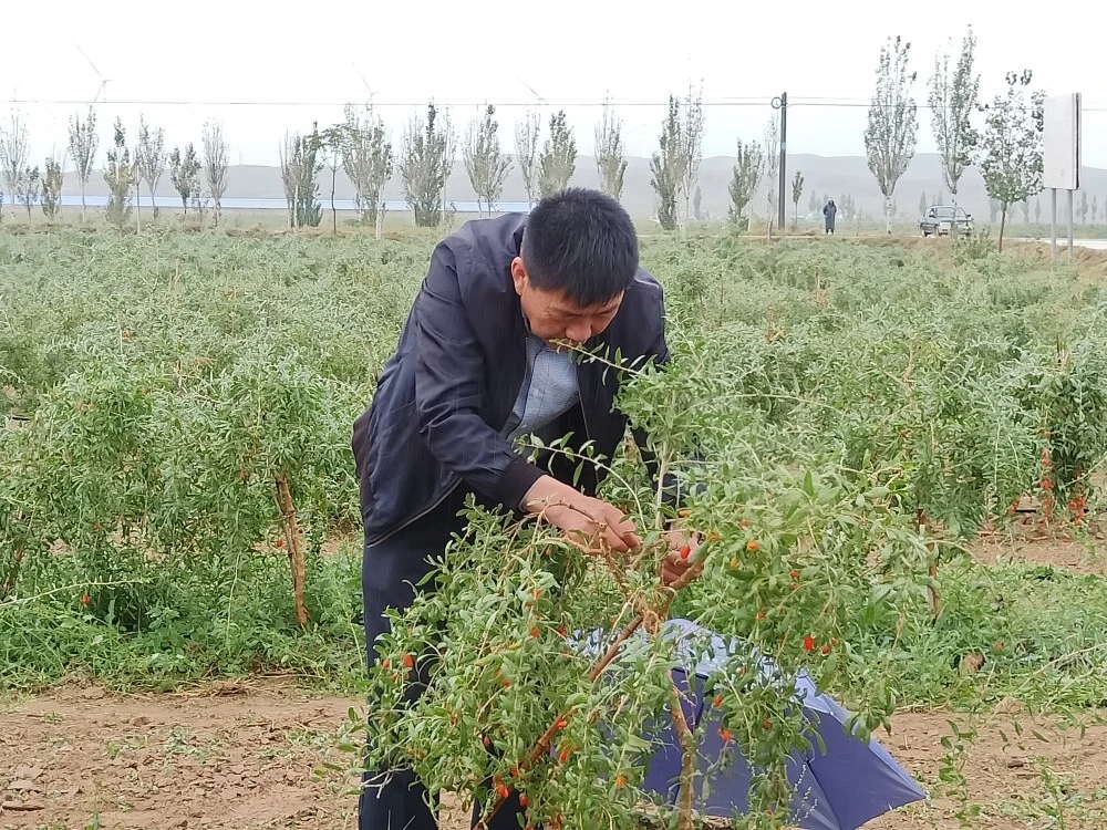 用新的科学技术改良土壤 助力枸杞增产增收