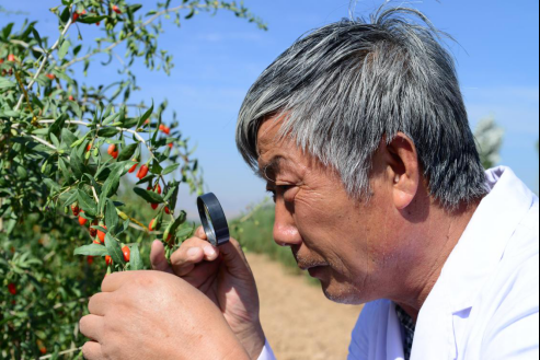 枸杞之父胡忠庆：让宁夏枸杞别样“红”