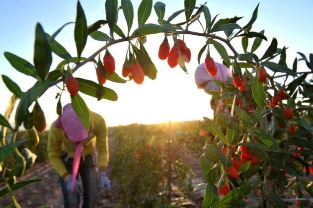 免疫新标配？宁夏枸杞在年货节中迅速火出圈！